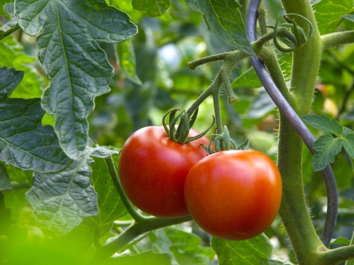 Growing Fruit and Vegetables In A Conservatory